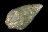 Blastoid (Troosticrinus) Fossil - Tennessee #135590-1